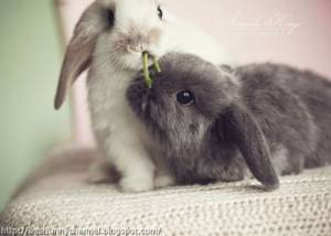 <3FunnyBunny<3 <3FunnyBunny<3