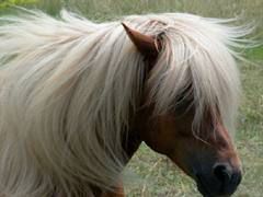 islandski poni