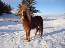 Islandski poni na snegu