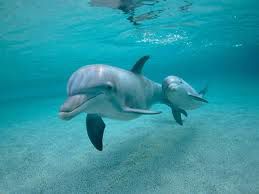 delfinčki