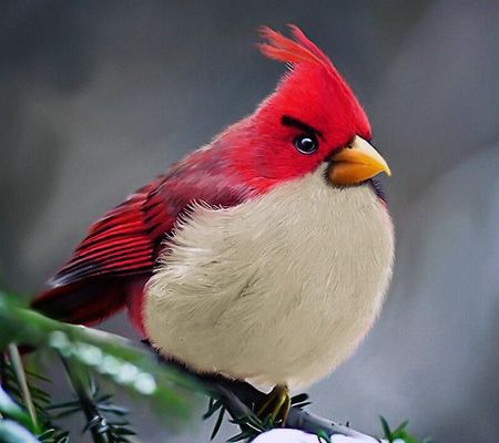 real angry birdXD