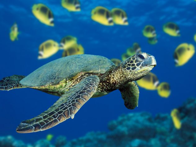 zelena morska želva