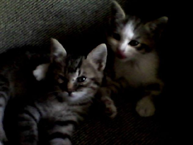 my 2 little kitten <3