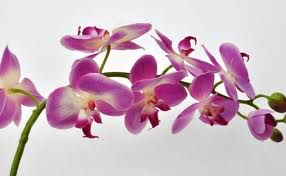 orhidea