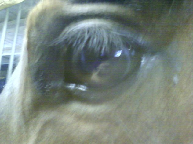 horse eye... *.*
