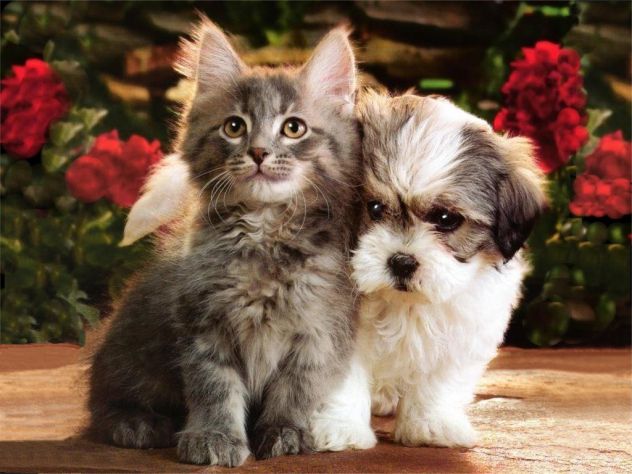 kitti&puppy