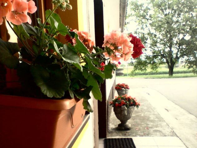 #flowers#old#on#window