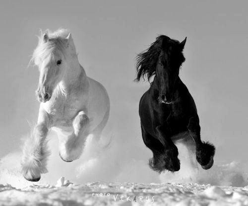 black white horse