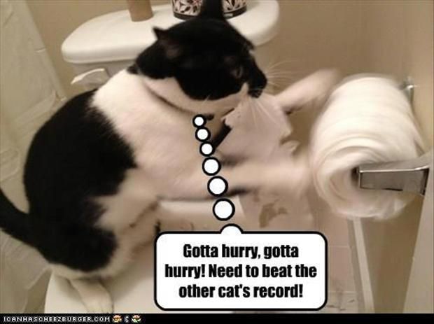 mačji rekord