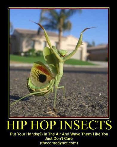 hip hop žuželk