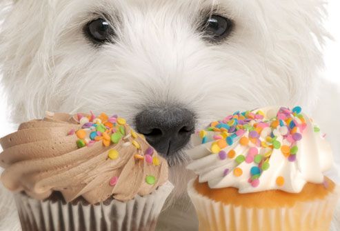 http://img.webmd.com/dtmcms/live/webmd/consumer_assets/site_images/articles/health_tools/foods_harmful_to_dogs_slideshow/jiu_rf_photo_of_dog_wanting_cupcakes.jpg