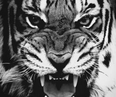 tiger maw