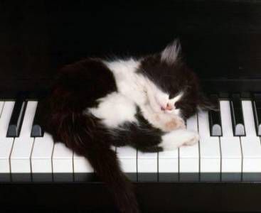 spanček  igra   na  klavir