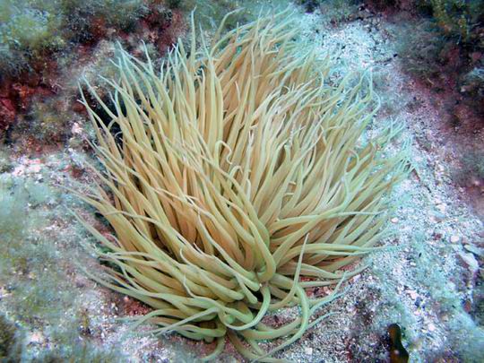 morska alga