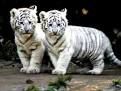 tigrčki