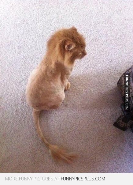 cute lion cat <3 <3 <3