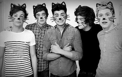 One Direction cats