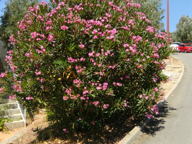 Cvetoči oleander