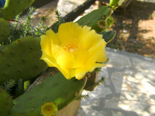 Kaktusov cvet