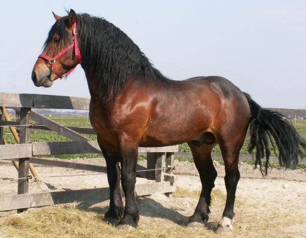 2. najlepši konj na svetu