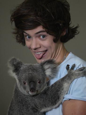 Koala life is love