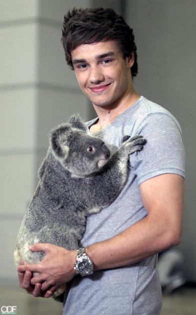 Koala life is love