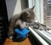 mačka s puško