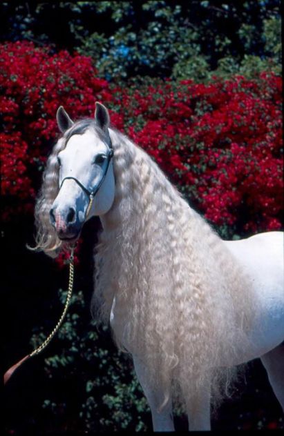 prelepi konj