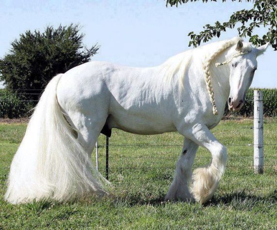 beli konj