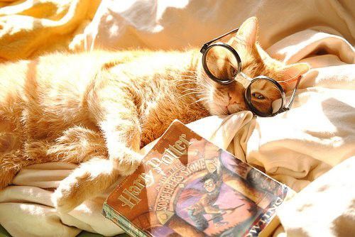 Harry Potter je res kul še mačke ga berejo