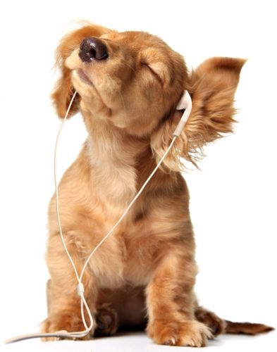 i <3 dogs and music
