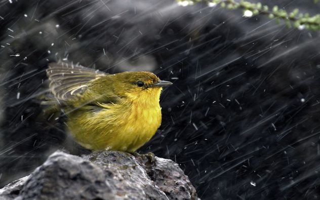 Bird in the rain <333