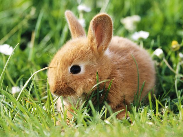 Zajček v travi
