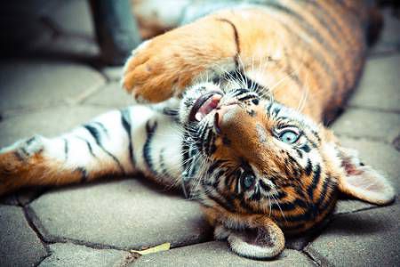 love tigers*-*