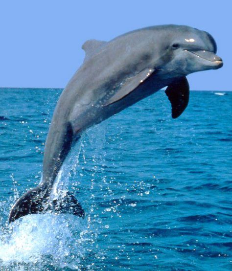 I love dolphins