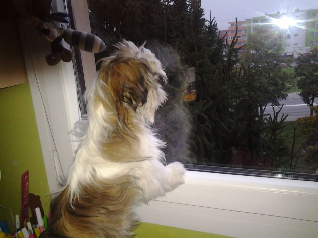 tkole pa moj pes gleda čez okno