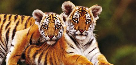 Dva tigra