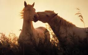 horses*_*