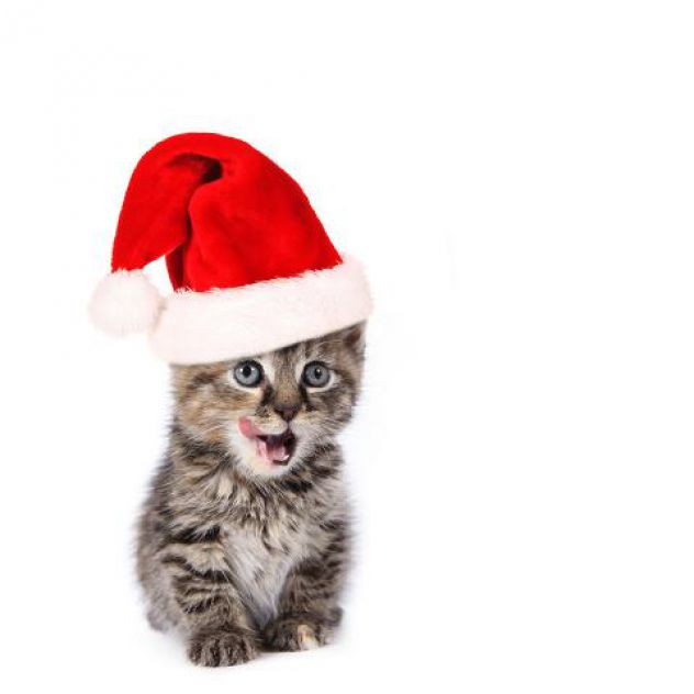 maček ima naglavi kapo za božič