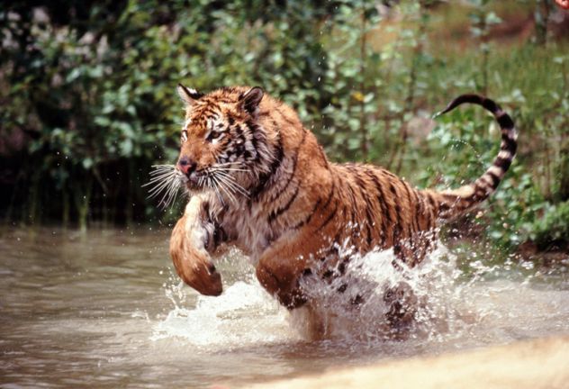 divji tiger u vodi!!!