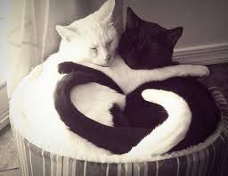 Wihte cat and black cat