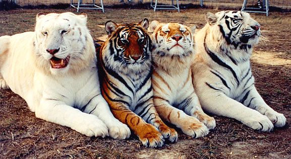 nekaj pasem tigrov