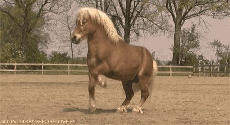 obožujem konje