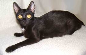 črna mačka