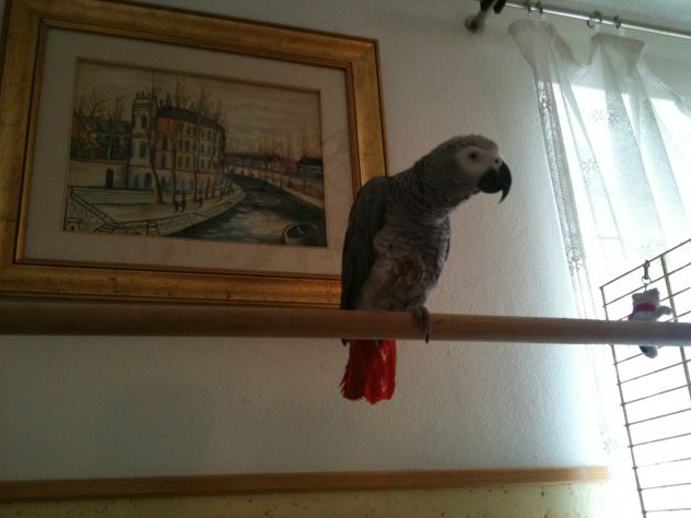 Moj papagaj-Oli