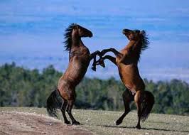 ples konjev