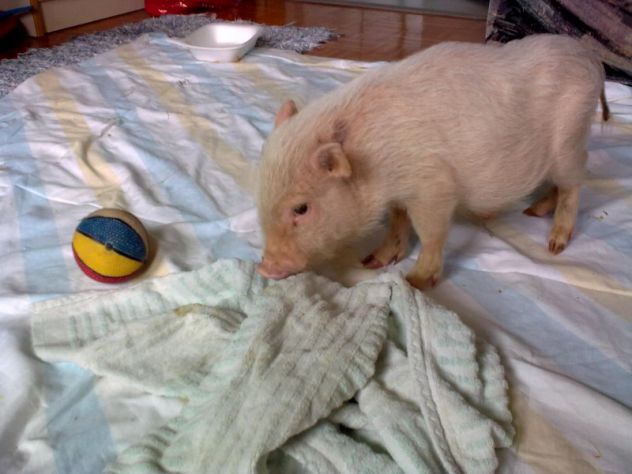 pig and ball