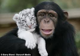 small white tiger and monkey(mali beli tiger in opica):)