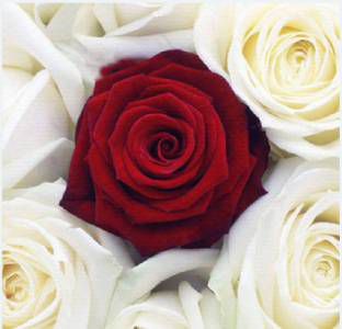 6 belih vrtnic in 1 rdeča vrtnica