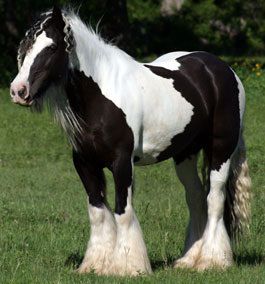 Moj konj; Lisko